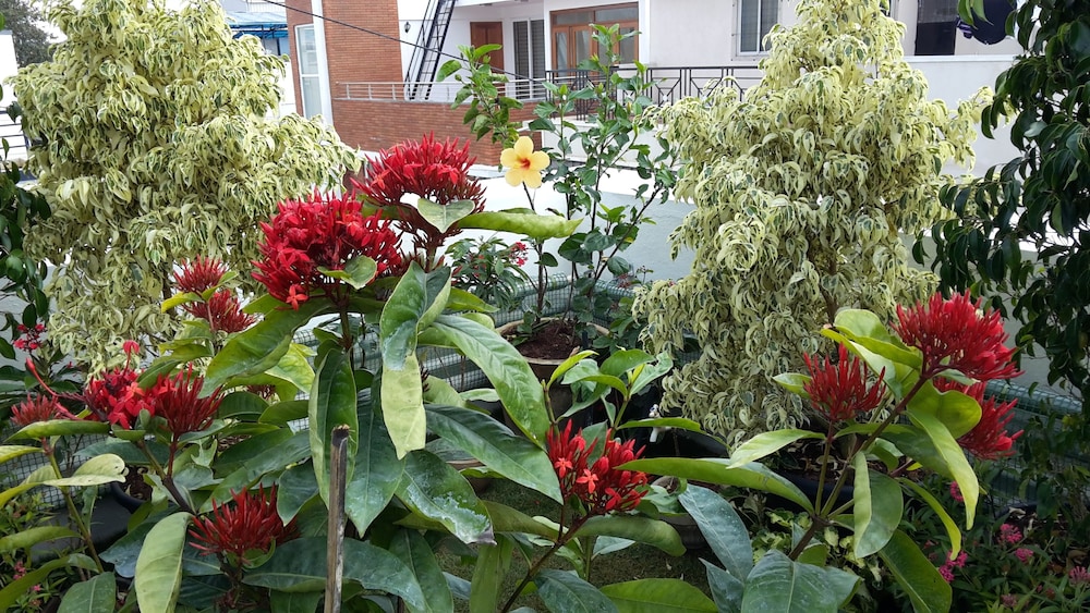 Ixora Suites