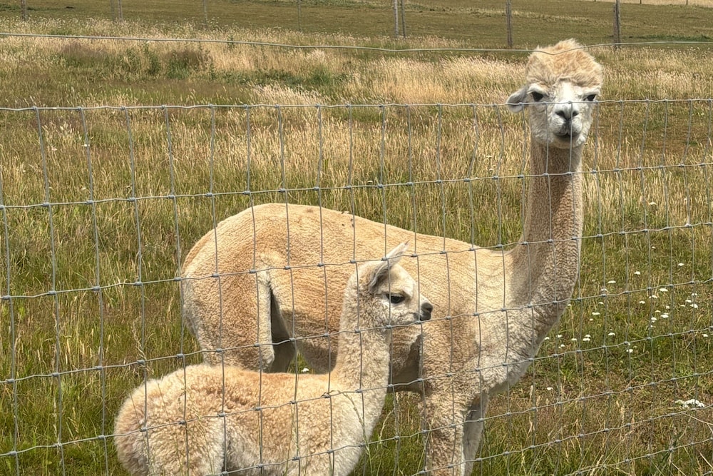 Valley Views - Alpacas - Sleeps 4 - Parking - Pets