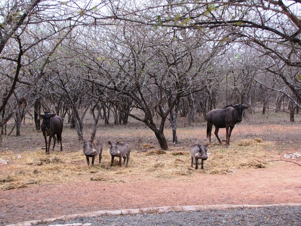 Umvangazi Rest - Enjoy a Relaxing, Rejuvenating and Peaceful Setting in the Bush view 3