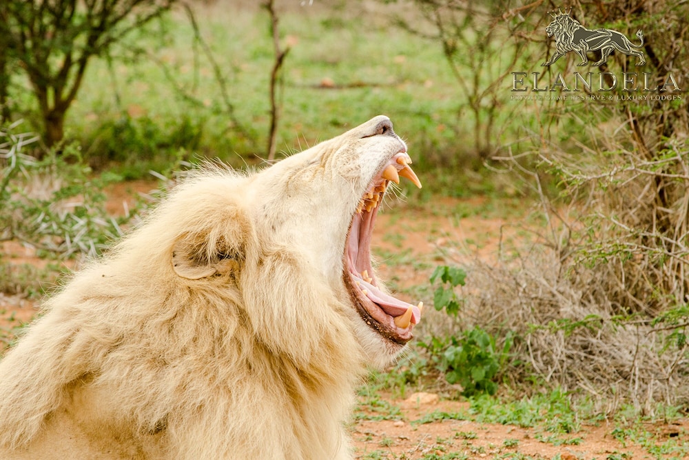 Elandela Private Game Reserve & Luxury Lodge