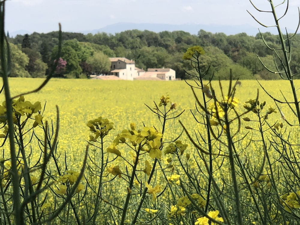 Les Ânes de Forcalquier