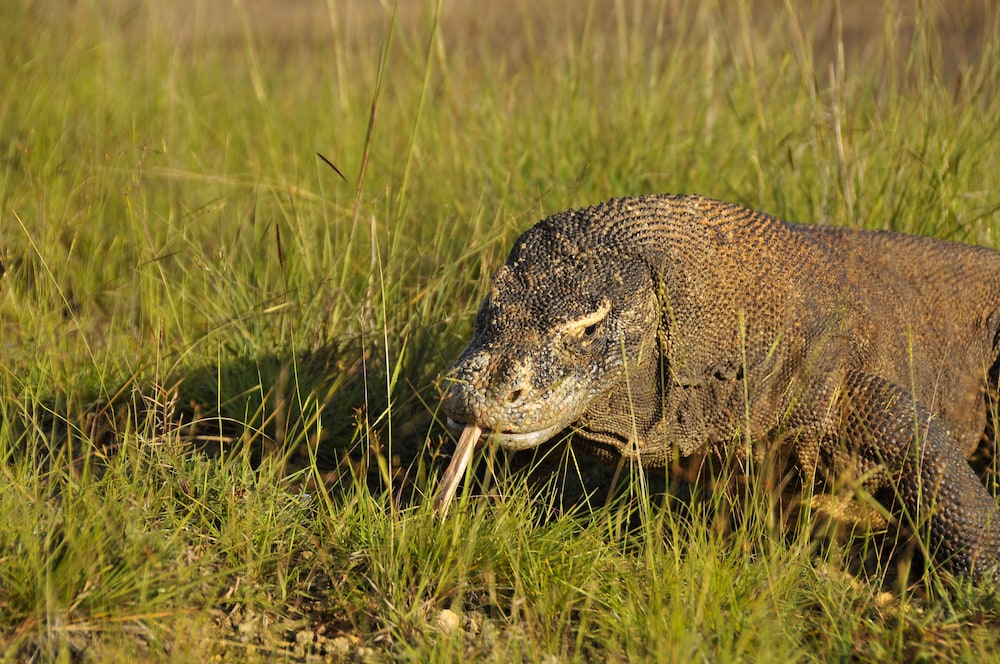 Plataran Komodo Resort & Spa