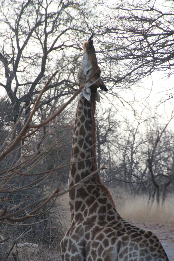 Baluleni Safari Lodge