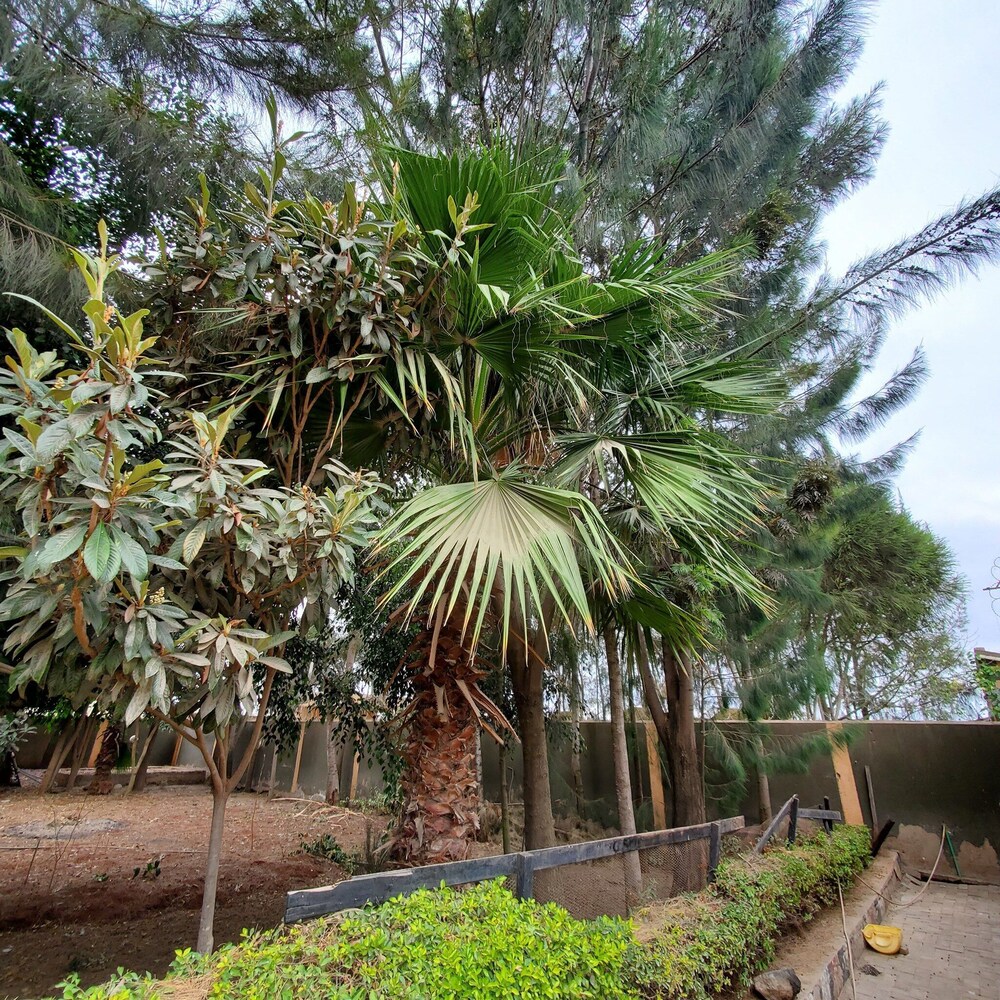 Palm Airport Suites