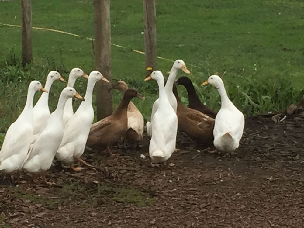 Willow Court Farm