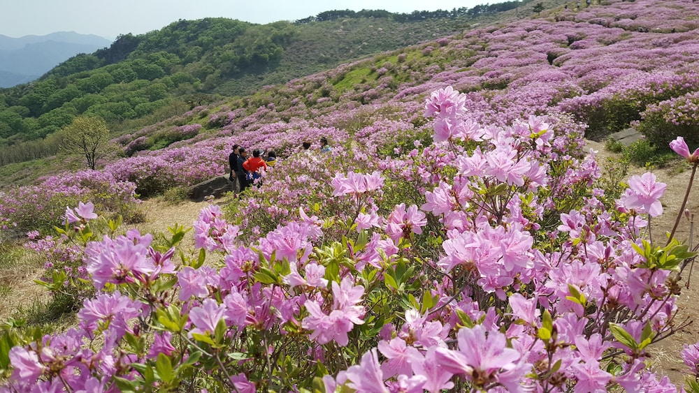 Hapcheonho View Smile Pension
