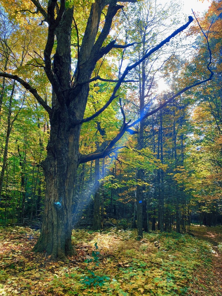 Relaxing Nature Retreat Perfect for Large Groups