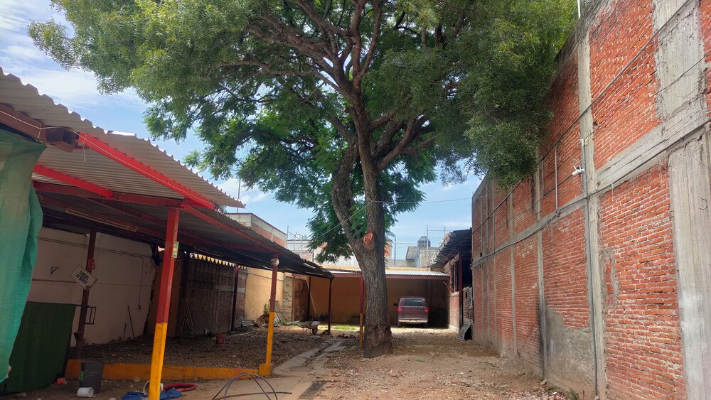 Iguana Co-living