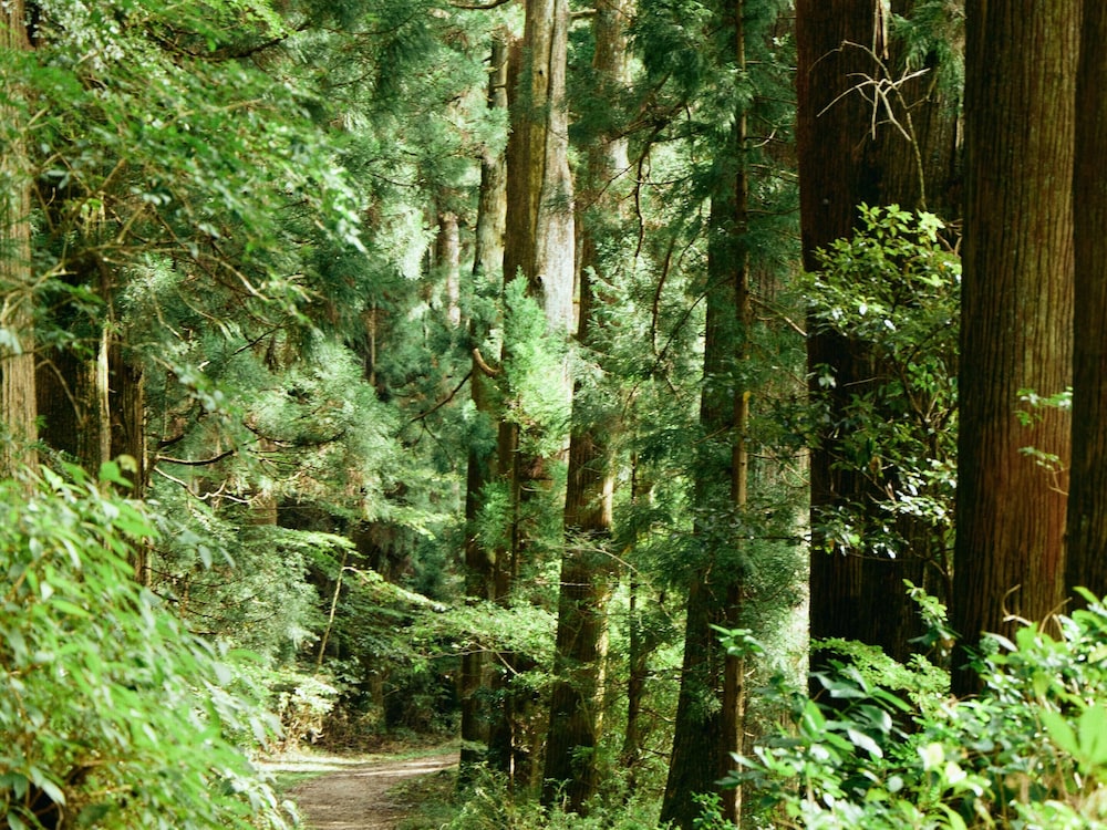 GEOSPOT MOTOHAKONE A