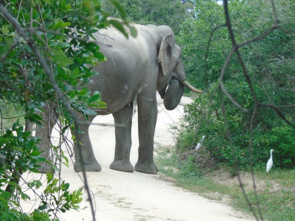 Yala Avian Eye Safari