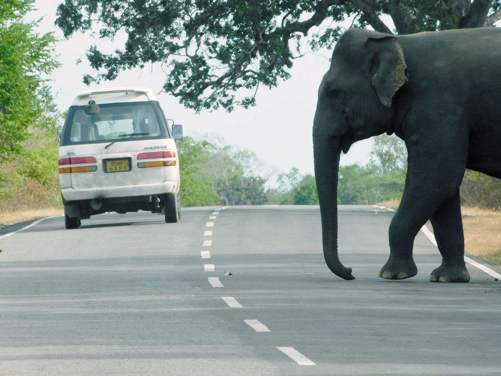 Yala Avian Eye Safari