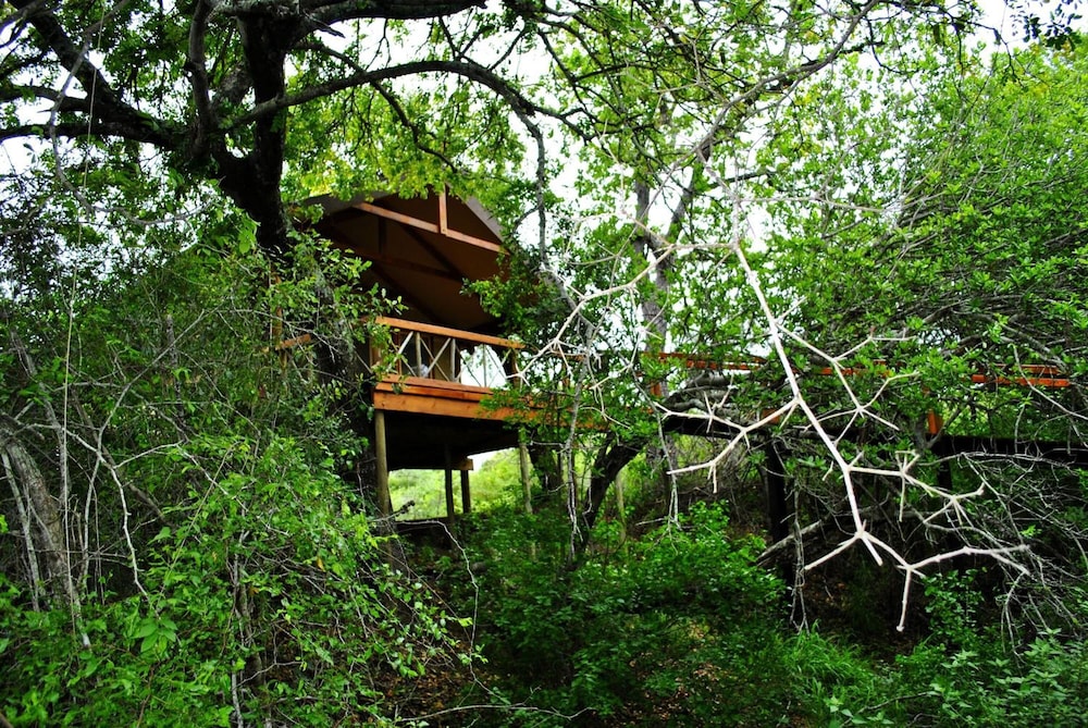 Lion Tree Top Lodge