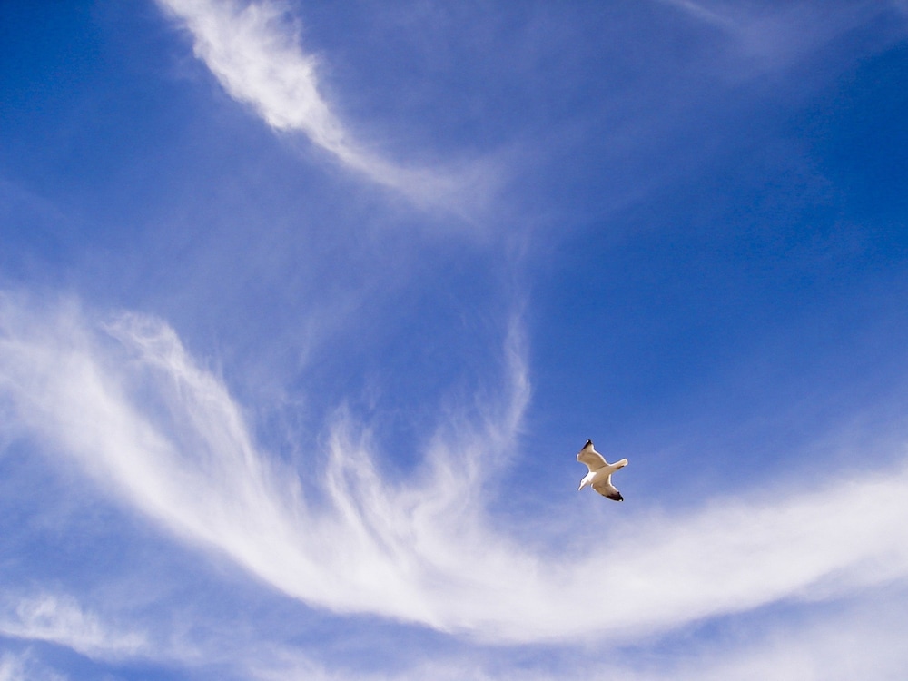 Photo 48