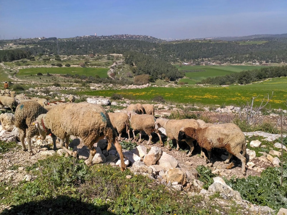 Galilee Bedouin Camplodge
