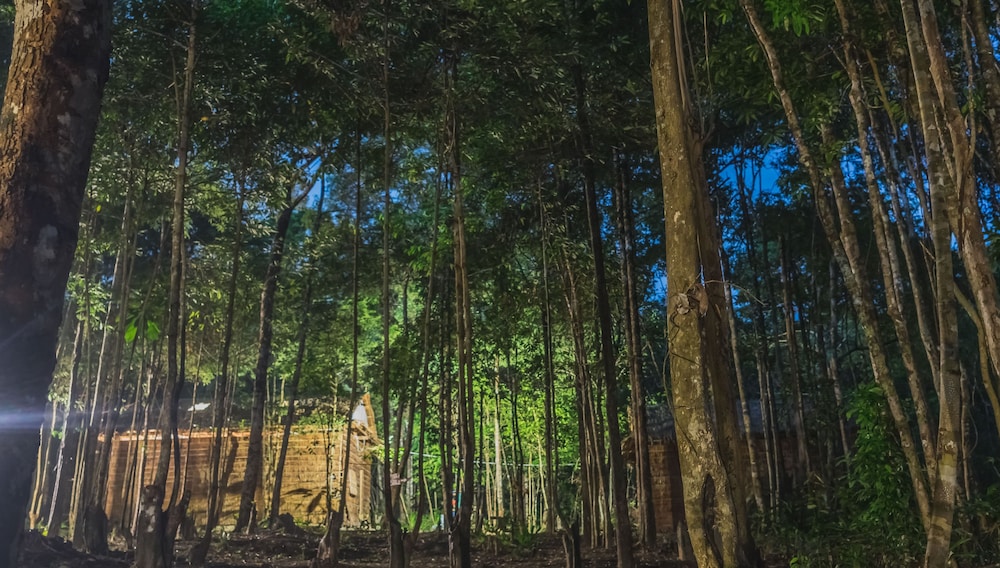 Driftwood Hostel and Bungalows