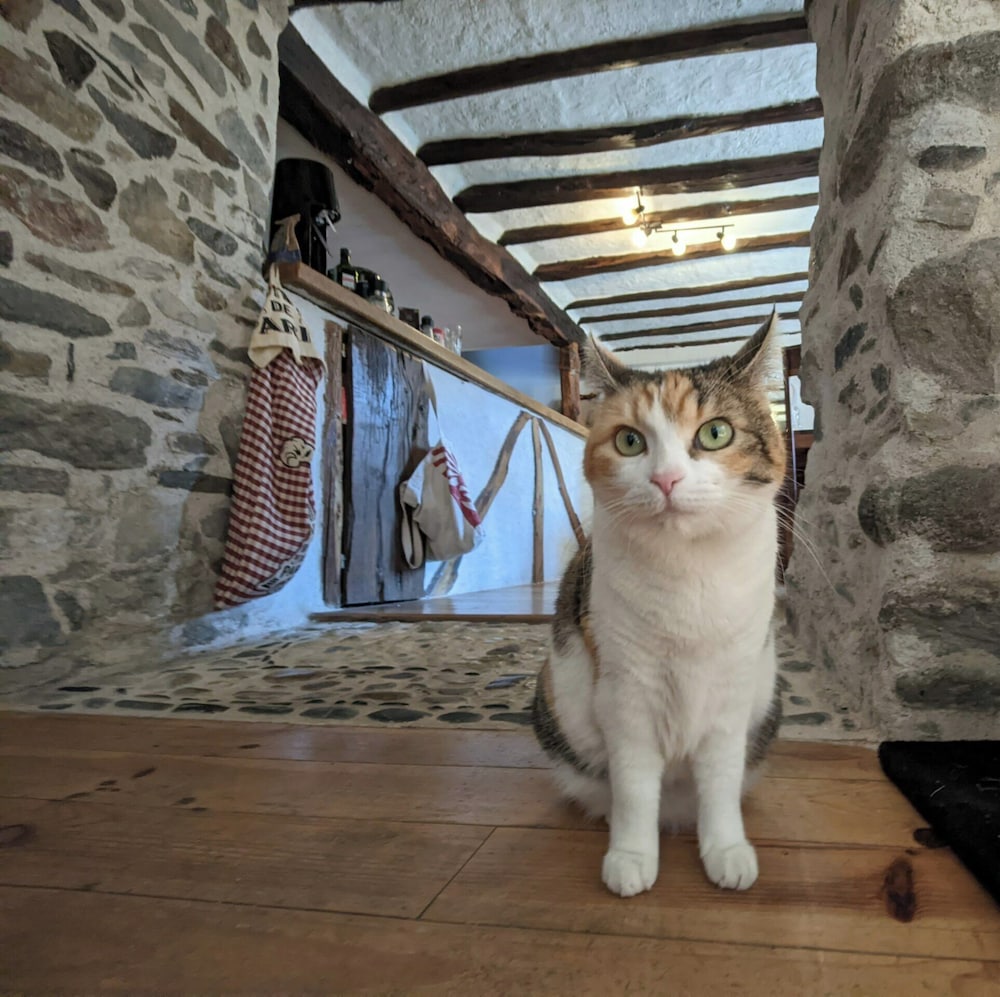 Les Chatougoulis