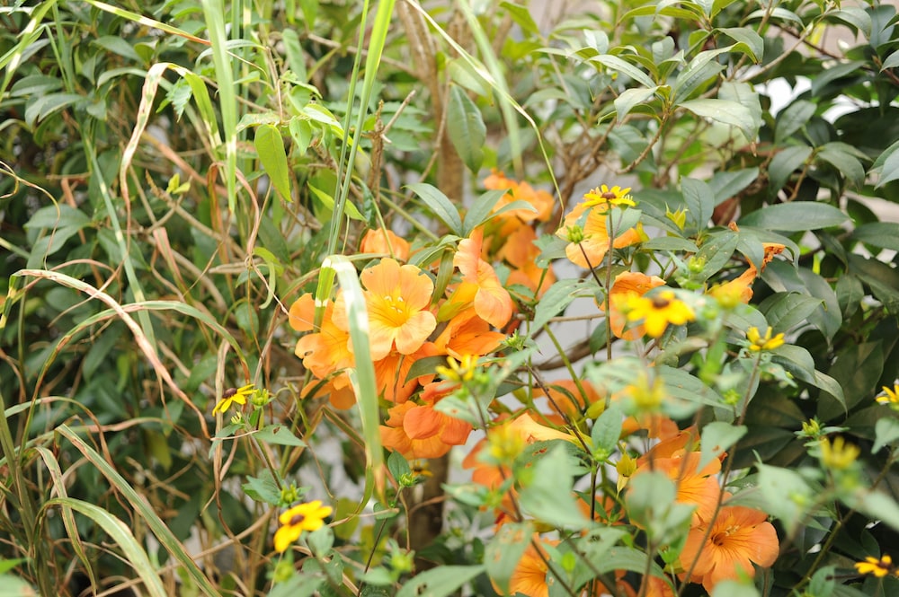 Minpaku Matasan