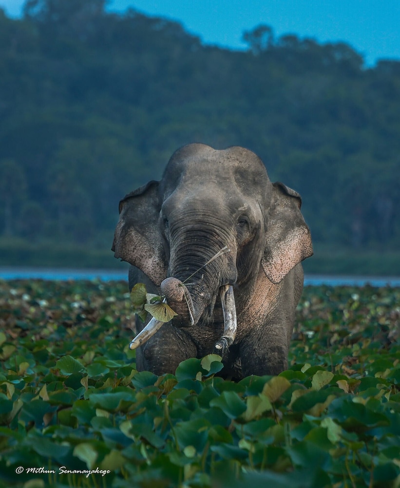 Podi Hoona Yala Safari Camp