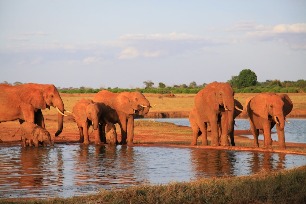 Voi Wildlife Lodge