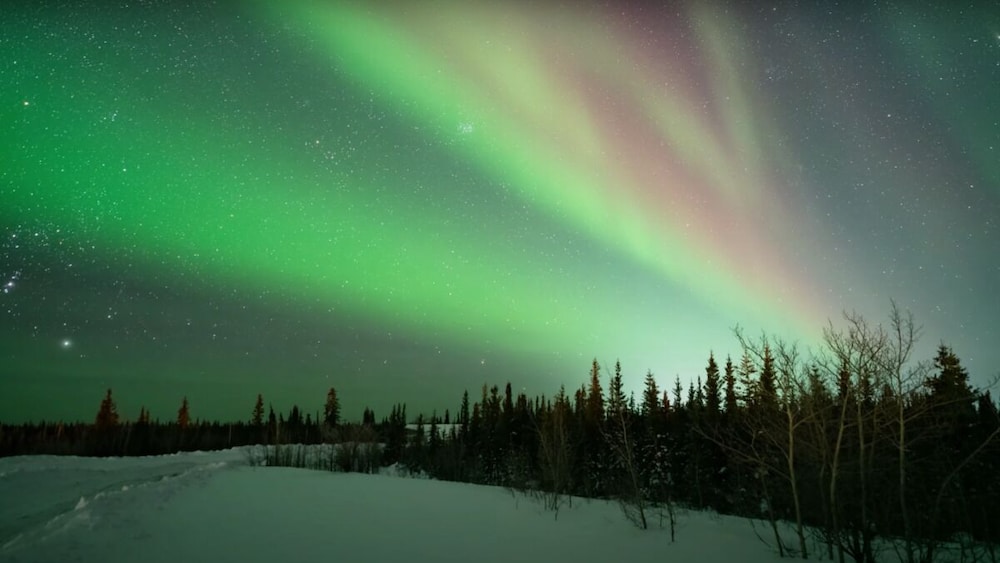 SKOG - Aurora igloos