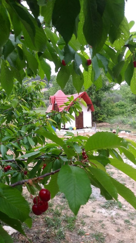 Photo 8
