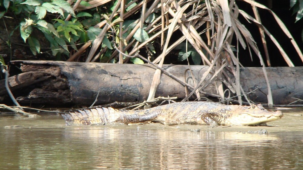 Casa Grande Ecolodge at Pacuare Reserve