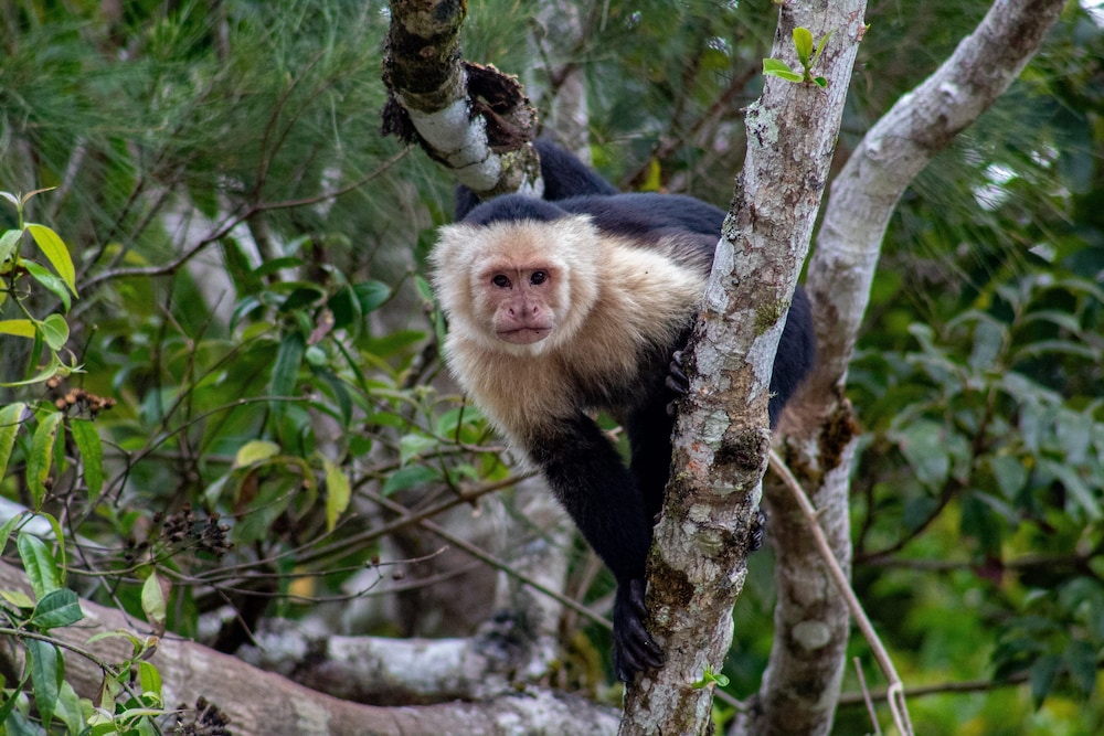 Monteverde Cloud Forest Vacations - Fondavela Hotel - Property Image 11