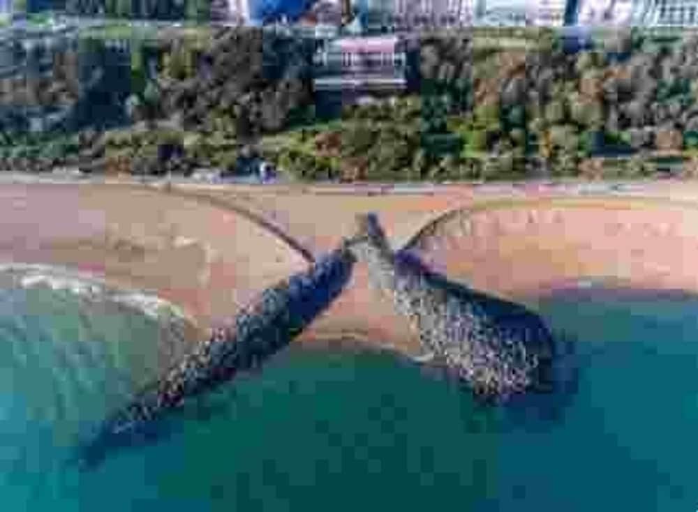 Folkestone - 1BR Apartment - Sauna - Pet Friendly view 4