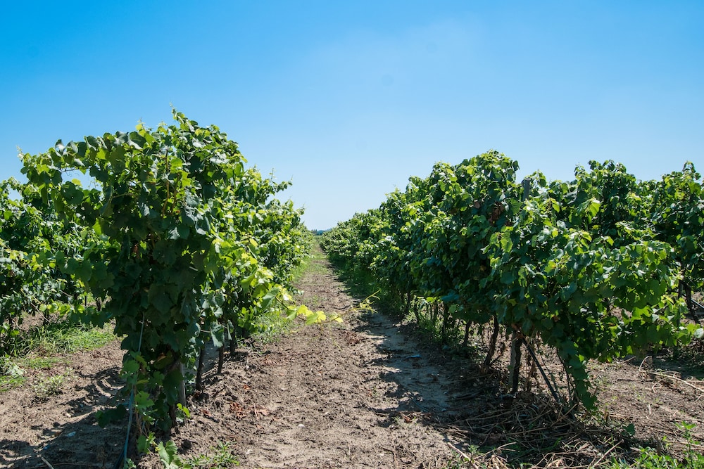 Masseria Mazzetta Salento