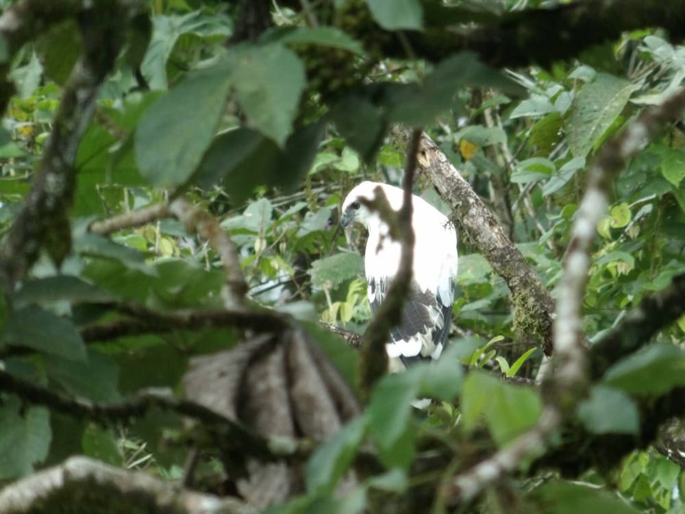 Pura Vidaville - Toucan's Nest