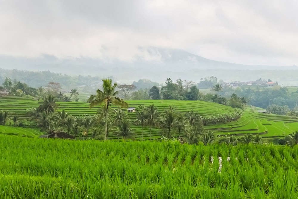 Calma Coliving at Jatiluwih, Bali