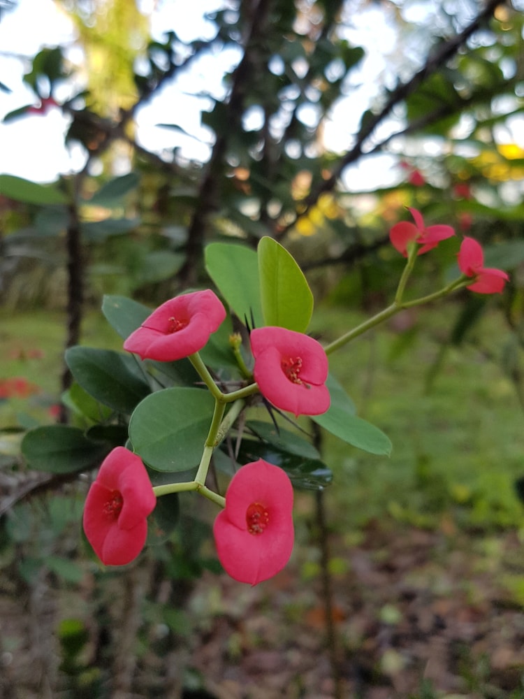 Sabah Tea Resort