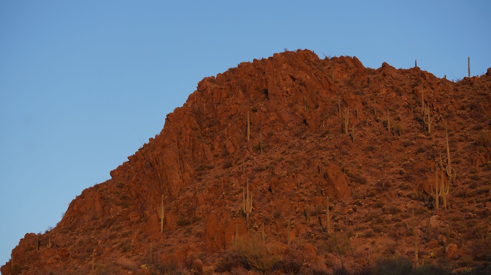 SaguaroGlamp