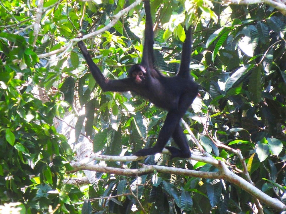 Tambopata Ecolodge