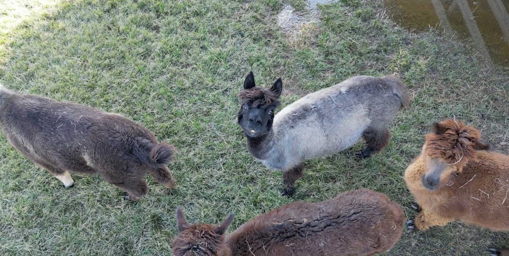 @ Marbella Lane - Alpaca Farm House l Pool
