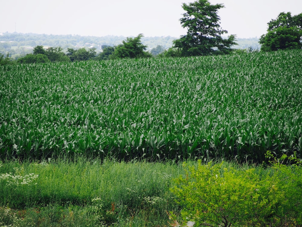 The Danville