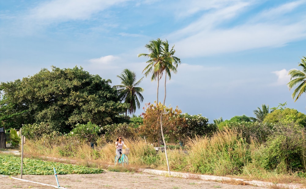 Olive Goidhoo