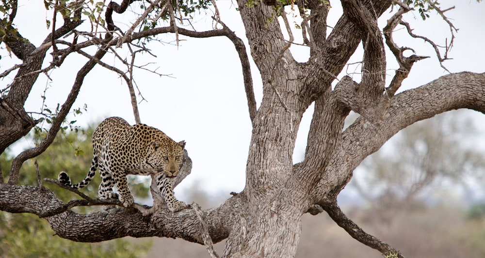 Elandela Private Game Reserve & Luxury Lodge