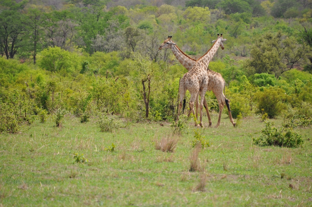 Chamabondo Tented Camp