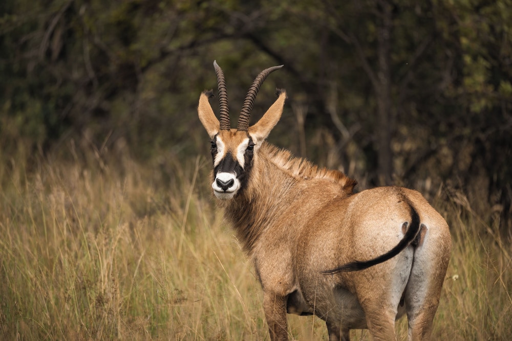 Summerplace Game Reserve
