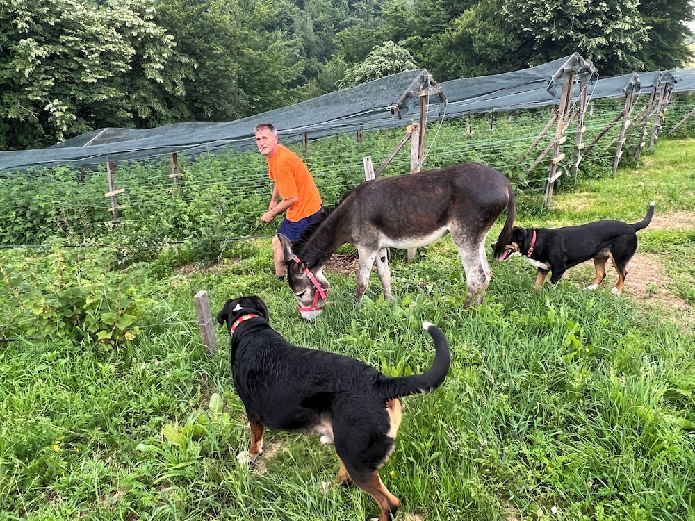 My little Farm Agroturizam