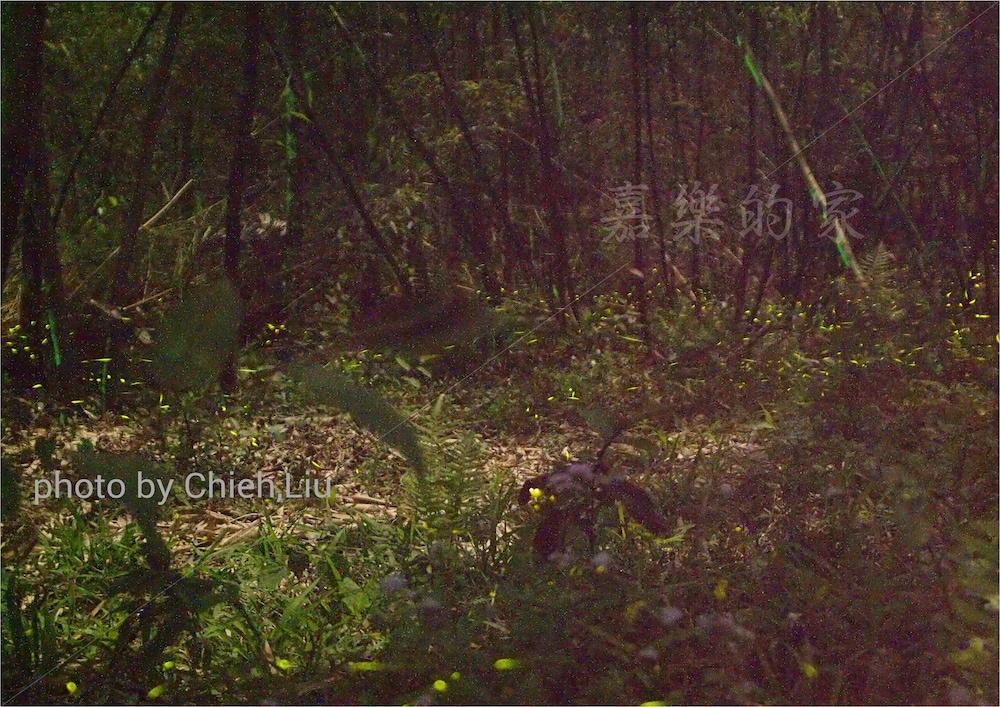 Photo 32