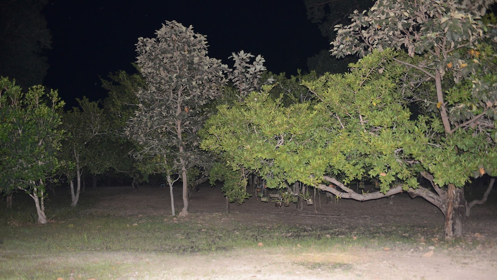 Dracaena Resort