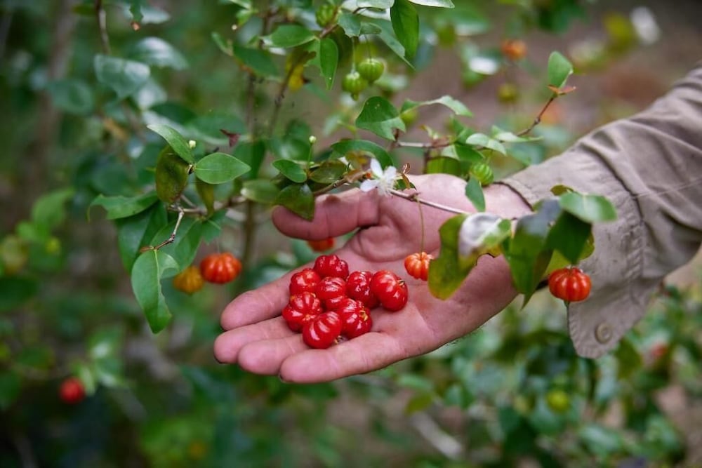 Cape Trib Farmstay