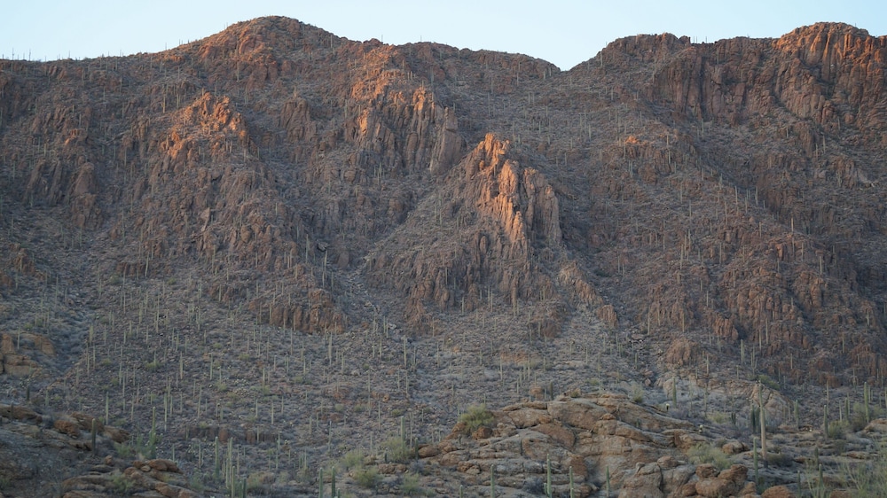 SaguaroGlamp