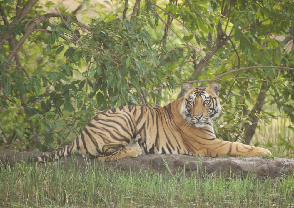 Tigertops Karnali Lodge