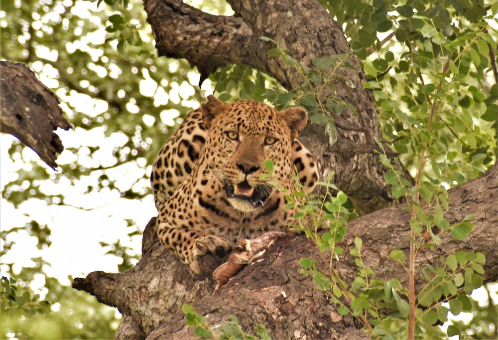 Nyati Safari Lodge