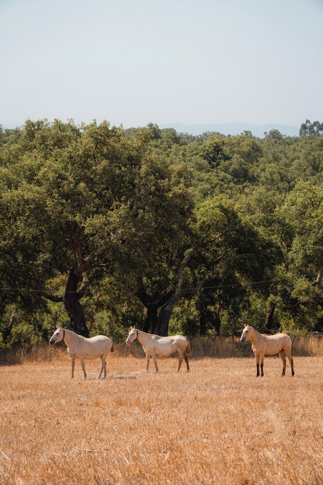 Herdade do Carregouçal