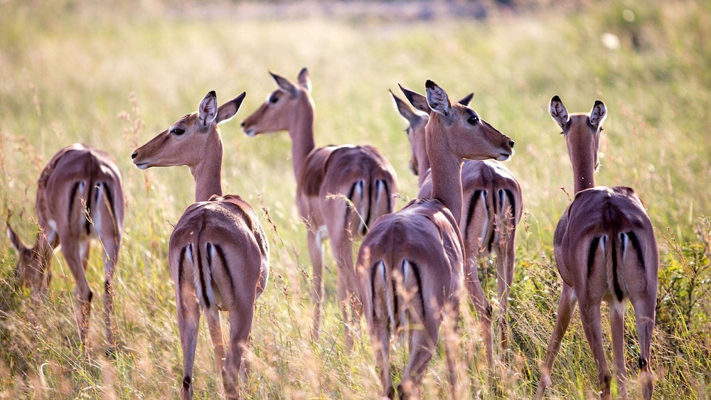 Royal Thonga Safari Lodge