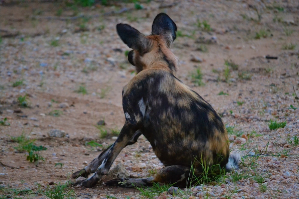 Nyati Safari Lodge